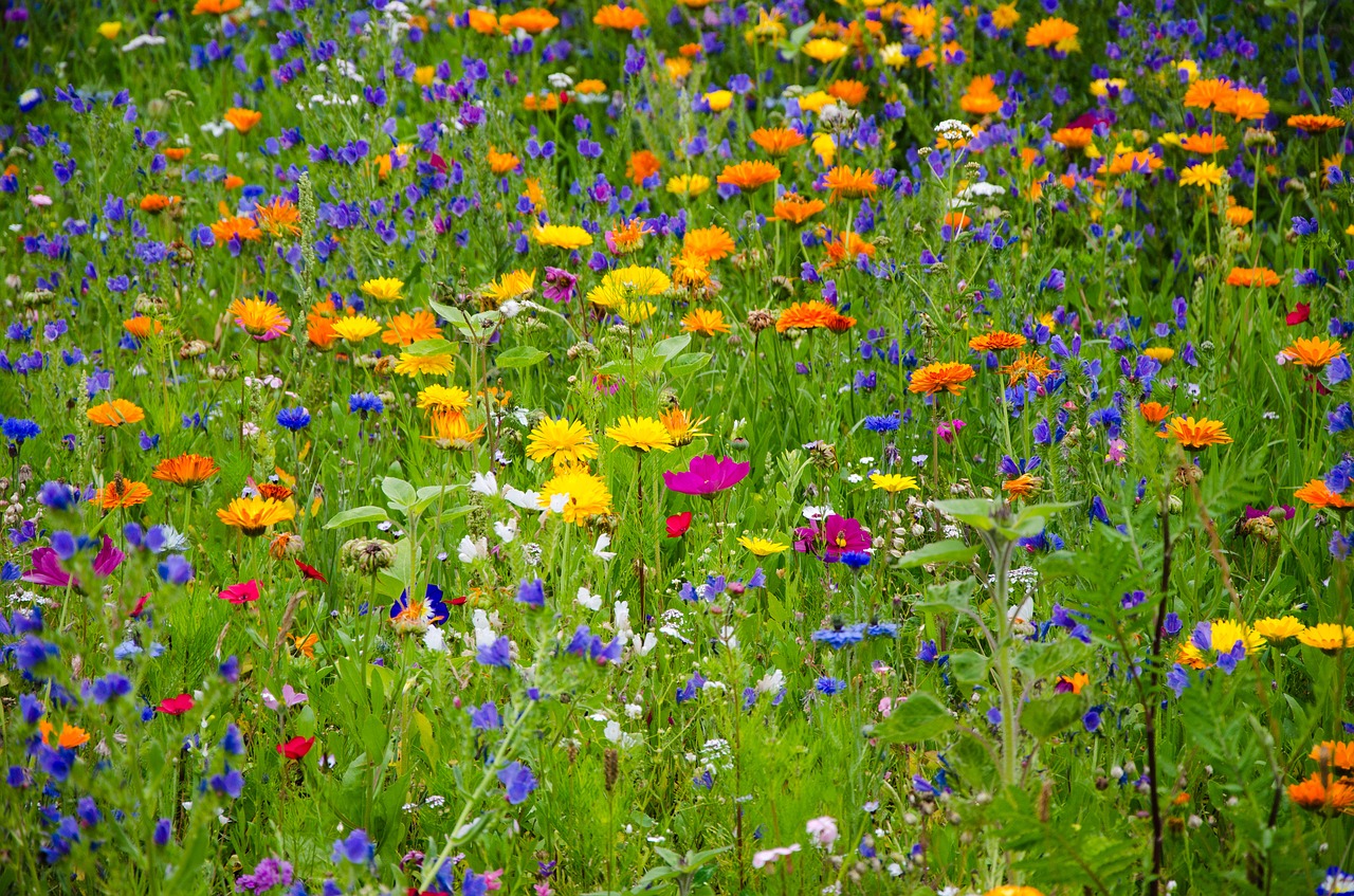 flower-meadow-2509969_1280